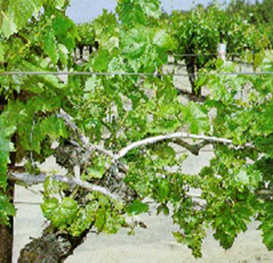 ölükol hastalığına yakalanan çubukların durumu